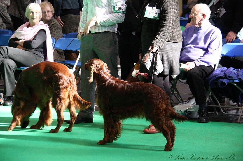 Crufts2011 714.jpg